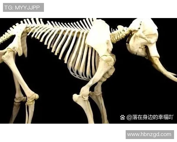 乌栖沙岩与大阪的文化碰撞与历史交融探讨 乌栖沙岩与大阪的文化碰撞与历史交融探讨